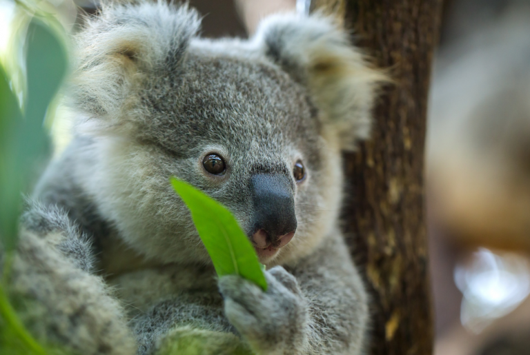 Koala eating a eucalyptus leaf